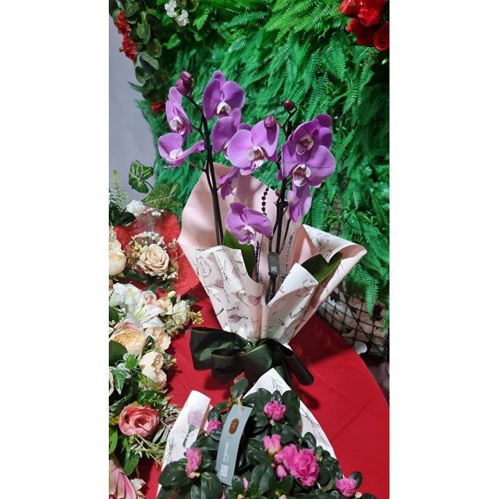 Orquídea