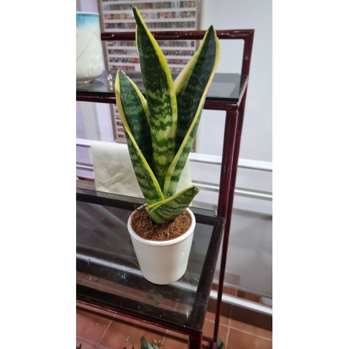 Sansevieria (Lengua de Suegra)