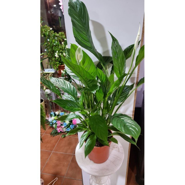 Spathiphyllum (Espatifilo)